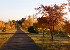 Photo of a picturesque road in Autumn near Orange - trees have red, orange and yellow leaves