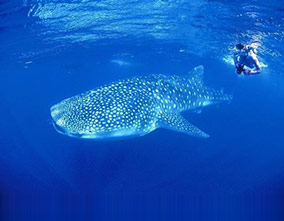 Man snorkelling with camera next to a whale shark